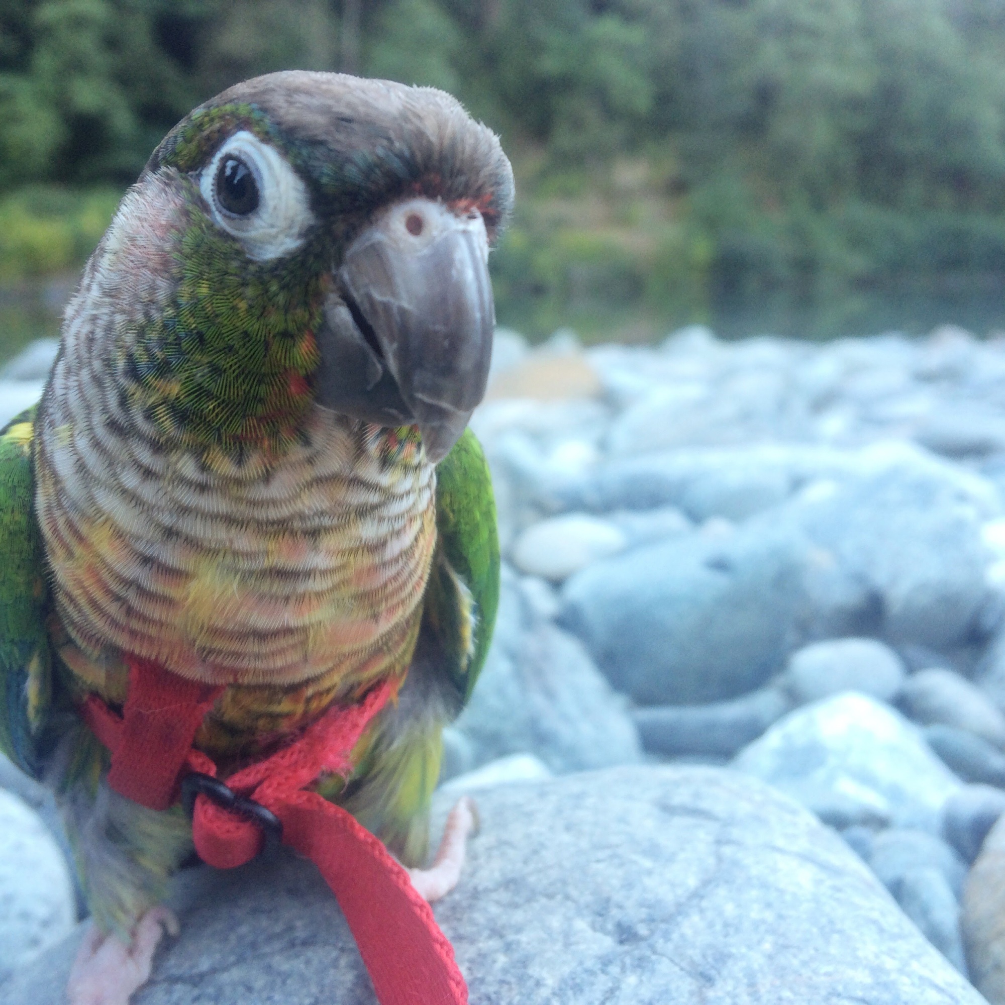 Green Cheek Conure (Parrot) named Coopie, hanging out on the Smith River. He is wearing a harness and sitting on a rock near the river's edge.
